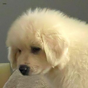 Meet your Posher, Daniella